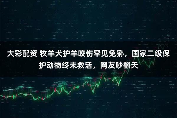 大彩配资 牧羊犬护羊咬伤罕见兔狲，国家二级保护动物终未救活，网友吵翻天