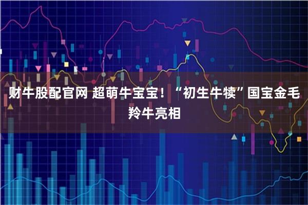 财牛股配官网 超萌牛宝宝！“初生牛犊”国宝金毛羚牛亮相